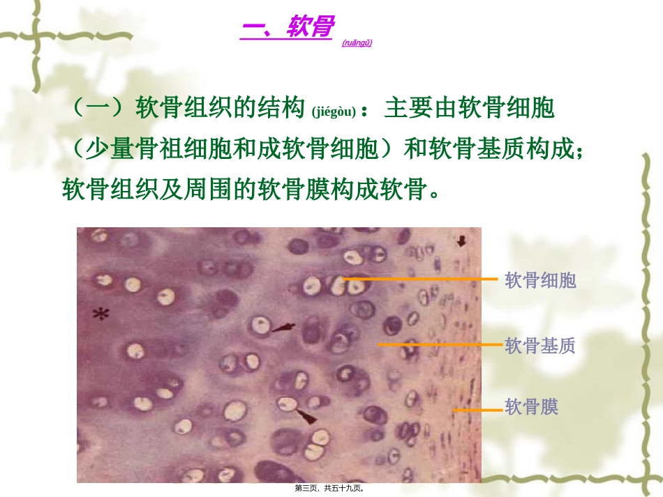 2022年医学专题—组织学与胚胎学-软骨与骨(本科)_第3页