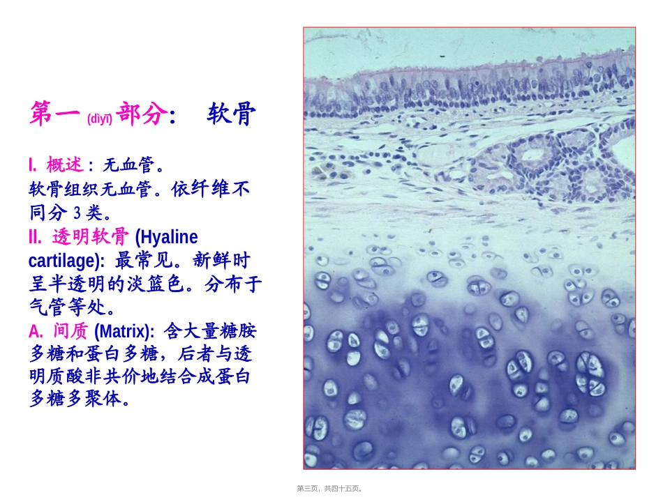 2022年医学专题—组织学与胚胎学-软骨与骨_第3页