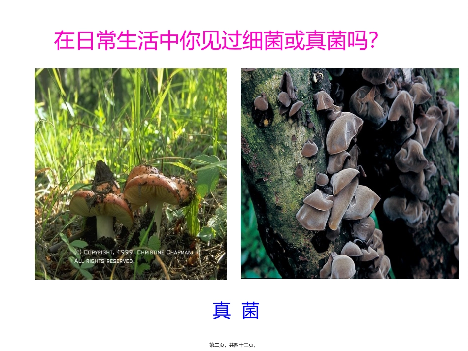 j第四章++第一节++细菌和真菌的分布+46PPT_第2页