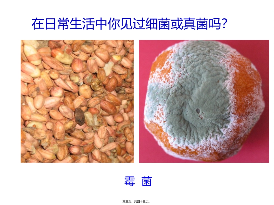 j第四章++第一节++细菌和真菌的分布+46PPT_第3页