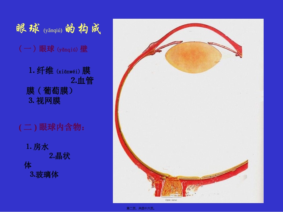 2022年医学专题—组织学与胚胎学-眼球眼睑内耳_第2页