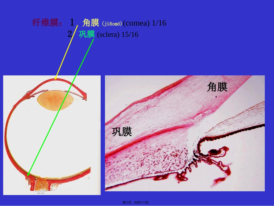 2022年医学专题—组织学与胚胎学-眼球眼睑内耳_第3页