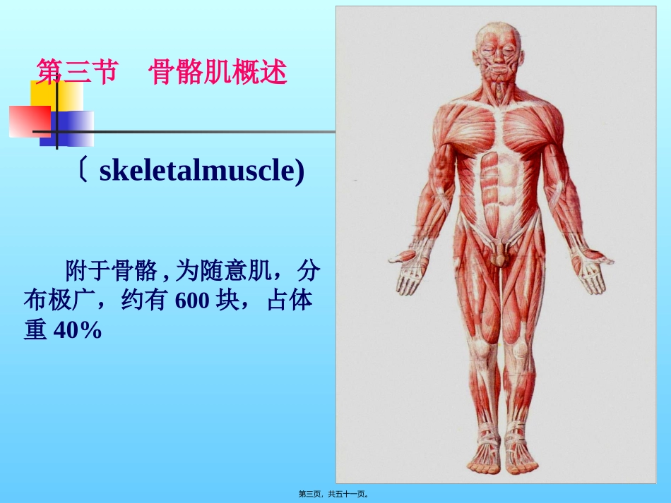 CH3-运动系统4-骨骼肌的概述_第3页