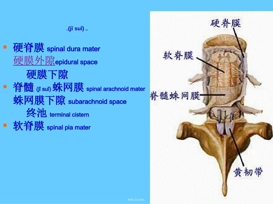 2022年医学专题—最新脑、脊髓被膜-脑脊液-脑血管-PPT文档_第3页