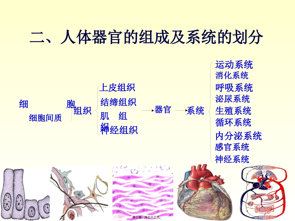 chapter01骨学_第3页