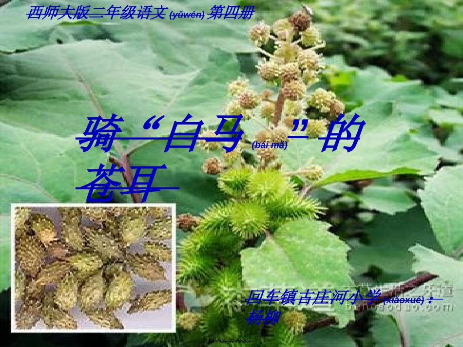 2022年医学专题—最新骑白马的苍耳_第1页