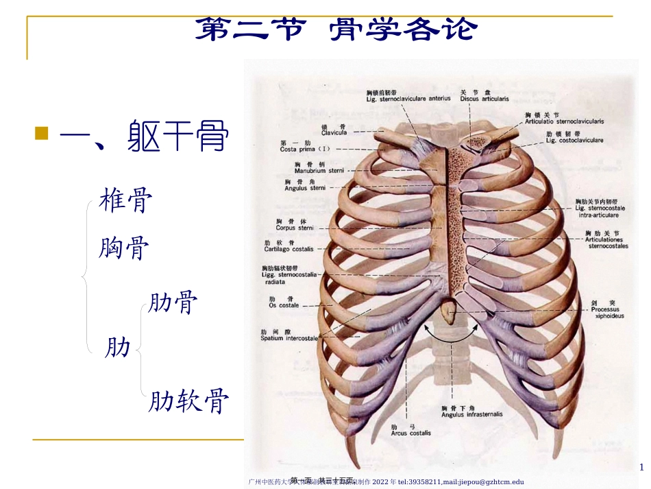 Chapter-2---Locomotive-System(2骨学各论-躯干骨)_第1页