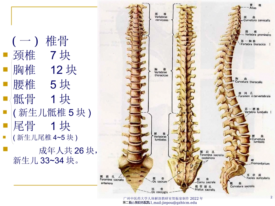 Chapter-2---Locomotive-System(2骨学各论-躯干骨)_第2页
