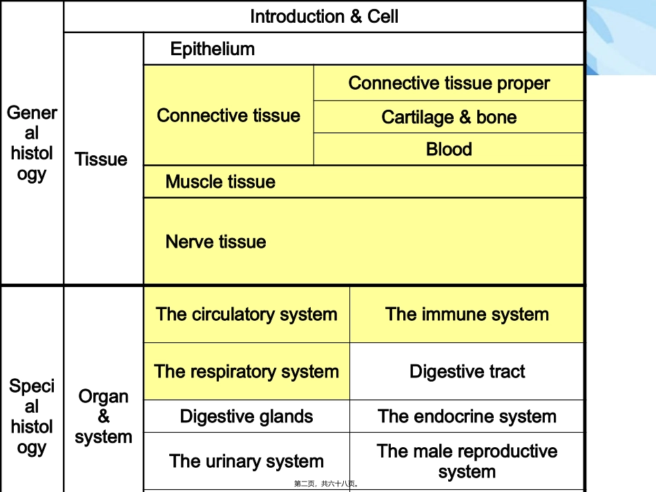 Chapter3-Connective-Tissue-prooper(固有结缔组织)_第2页