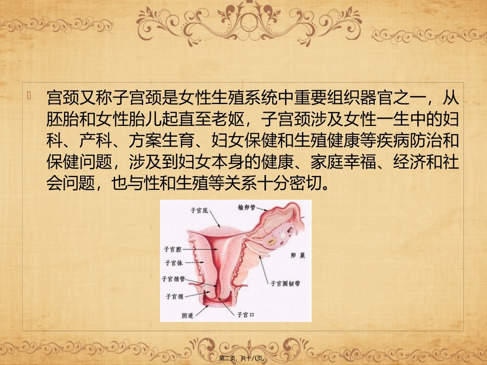 CIN与宫颈健康概要_第2页