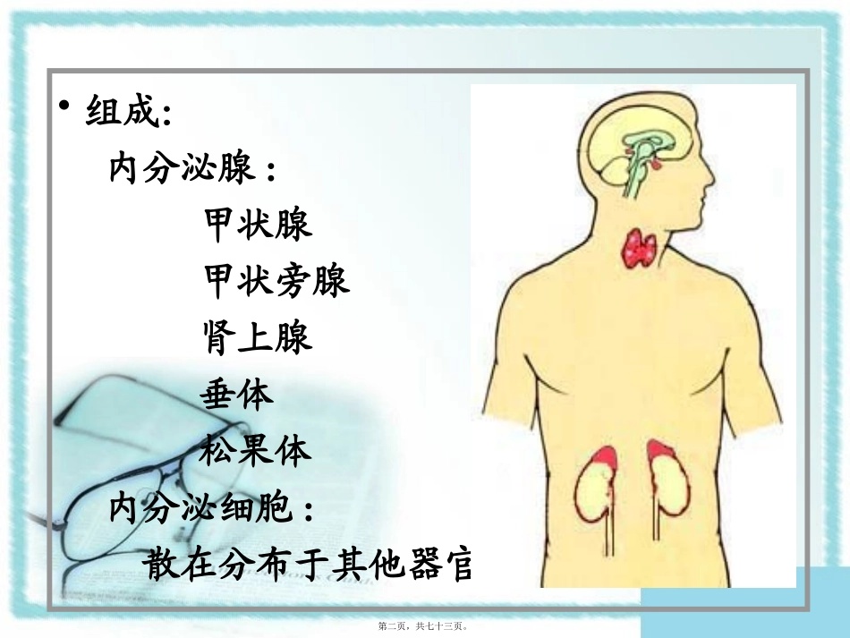 2022年医学专题—最终版本组织胚胎学13内分泌系统_第2页