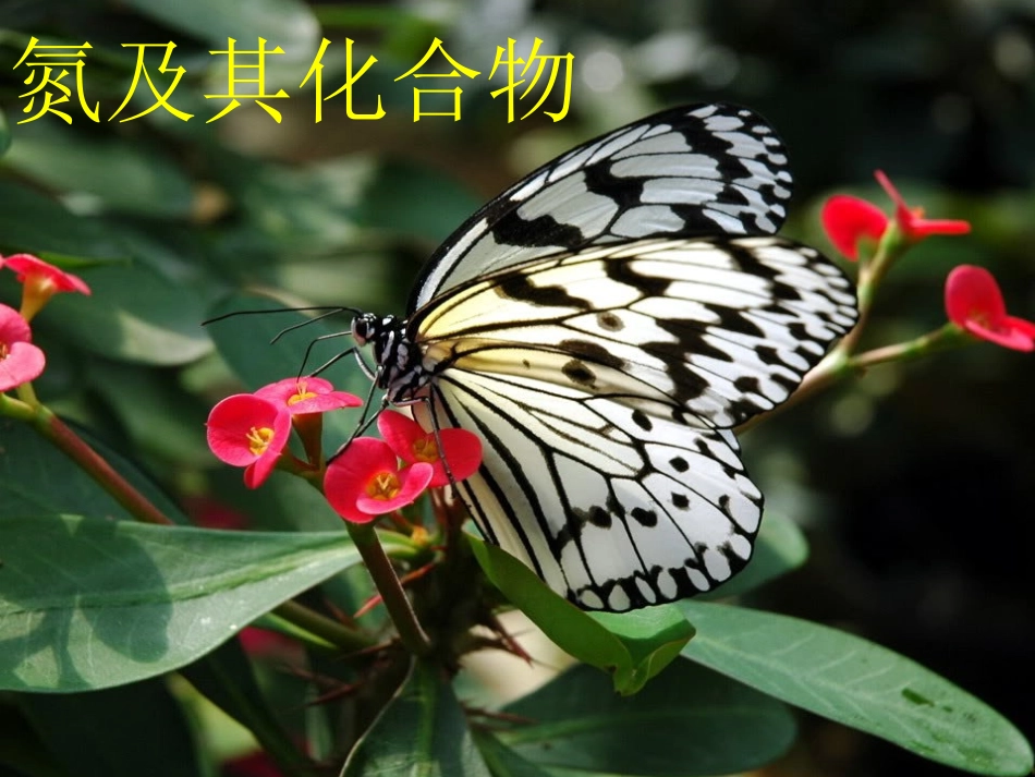 氮及其化合物_第1页