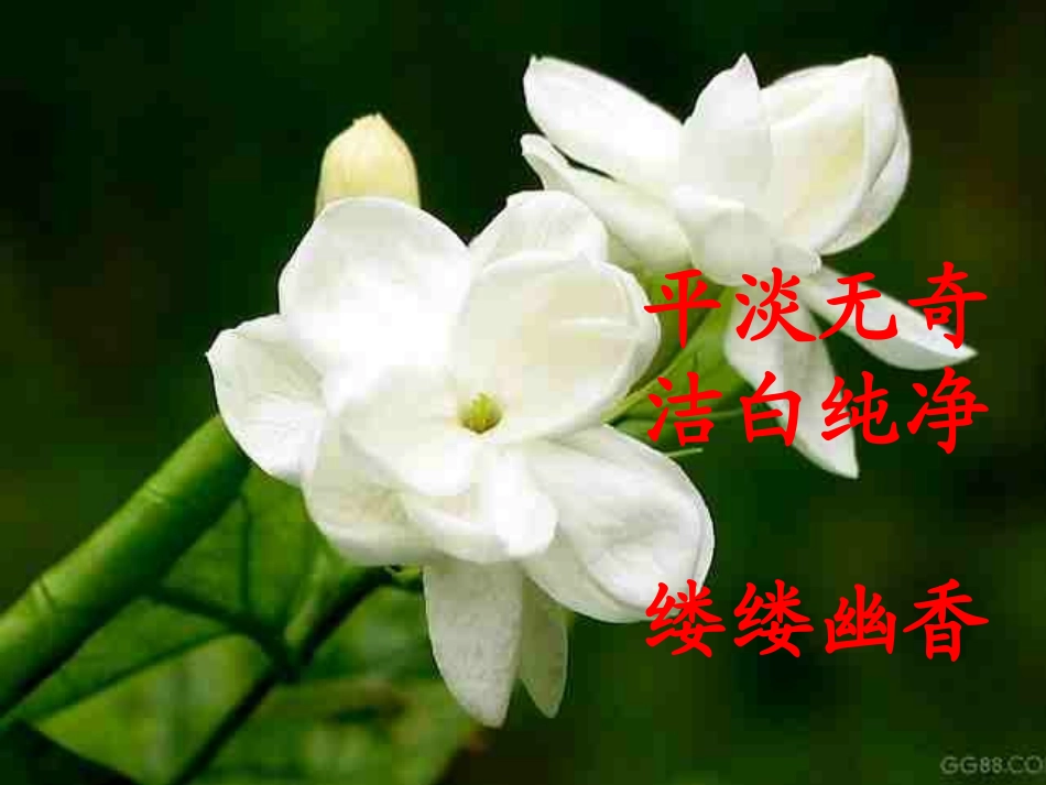 爱如茉莉PPT课件3_第3页