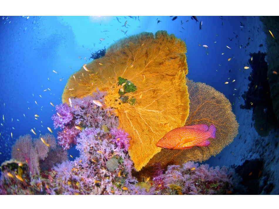 第9课《鲸》（人教五年级上册语文）刘华英_第3页