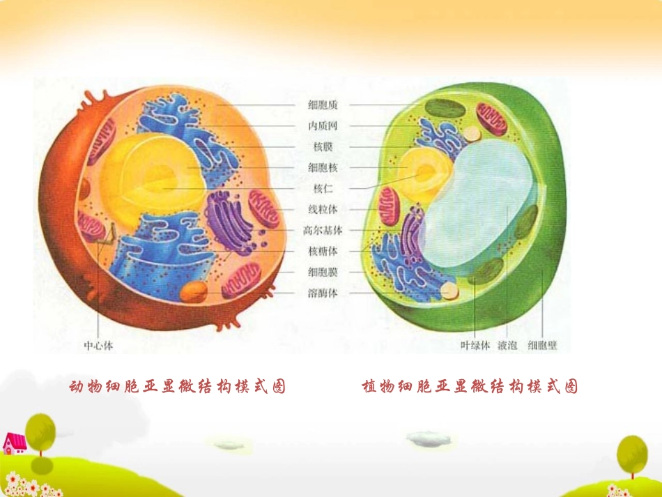 《细胞质》课件１ (2)_第2页