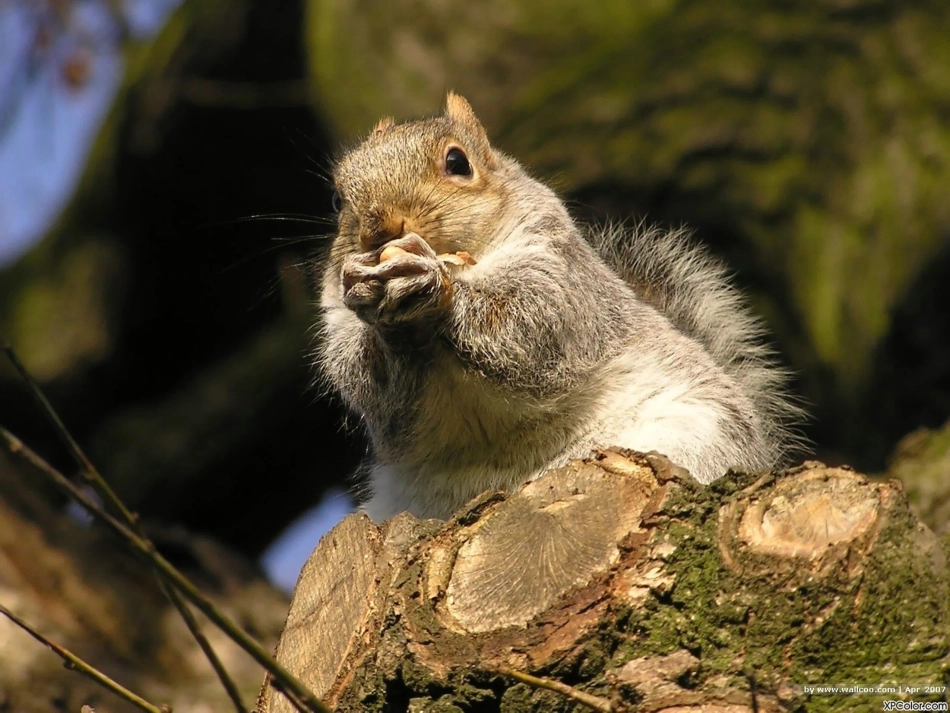 《跑进家来的松鼠》公开课PPT_第2页