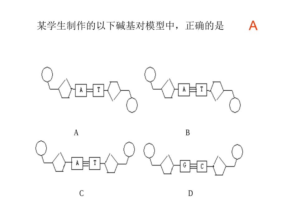 复习DNA的结构_第3页