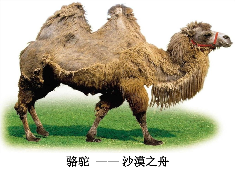 《我应该感到自豪才对》_第2页