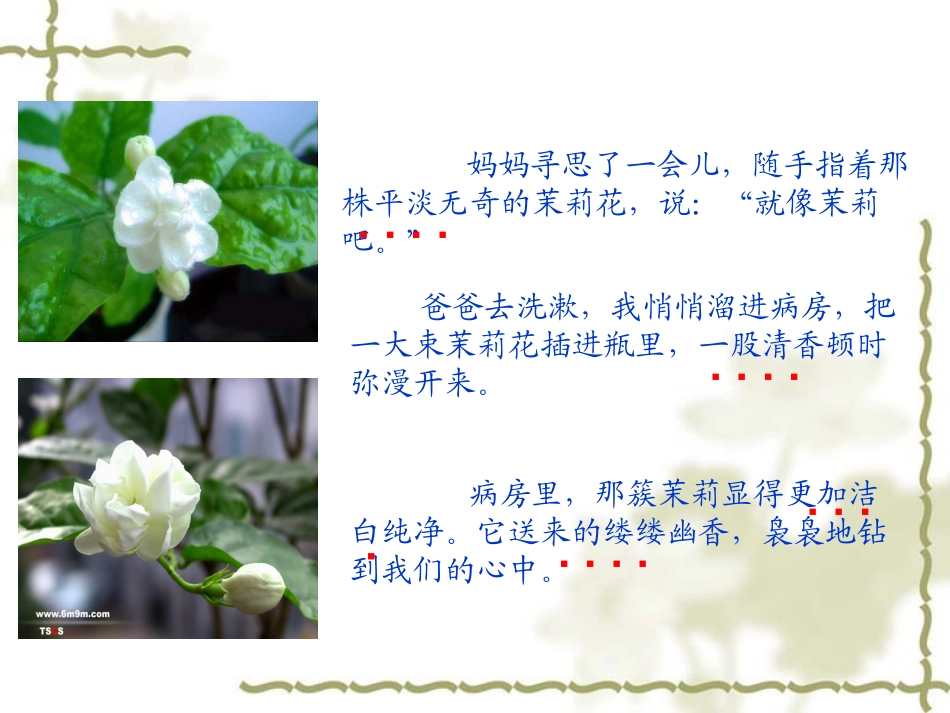 小学语文五年级《爱如茉莉》课件_第3页