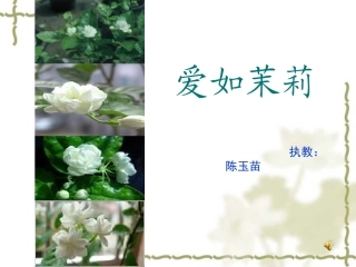 小学语文五年级《爱如茉莉》课件