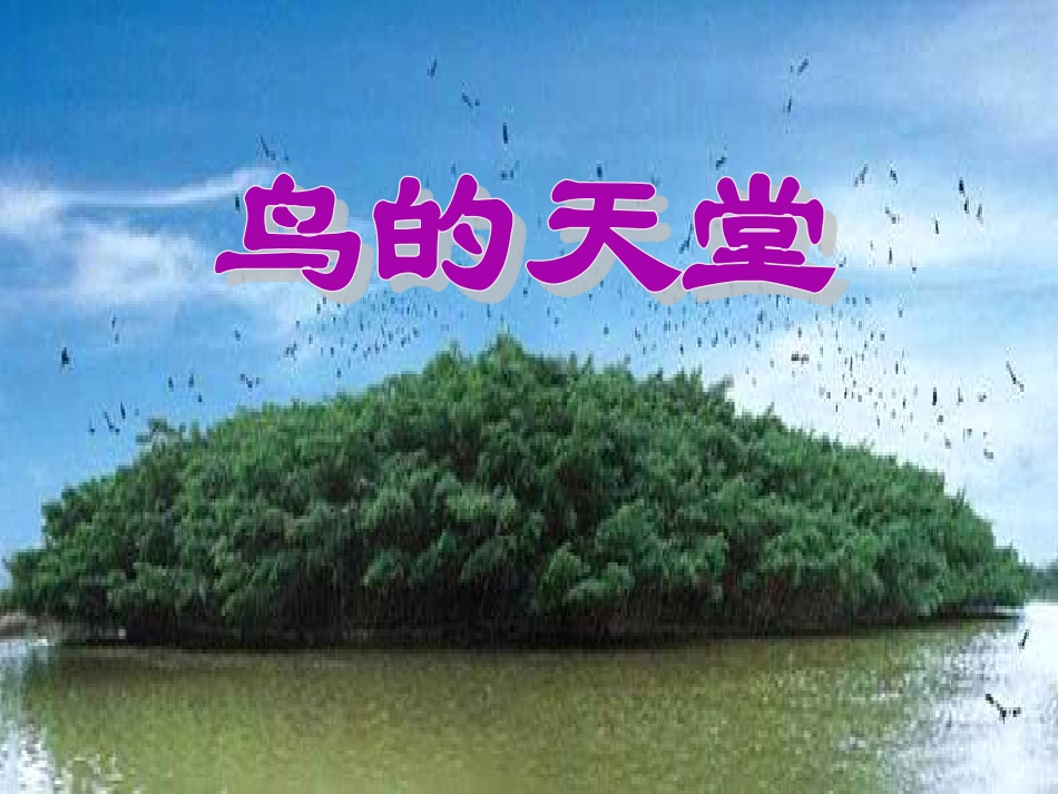 鸟的天堂PPT课件_第1页