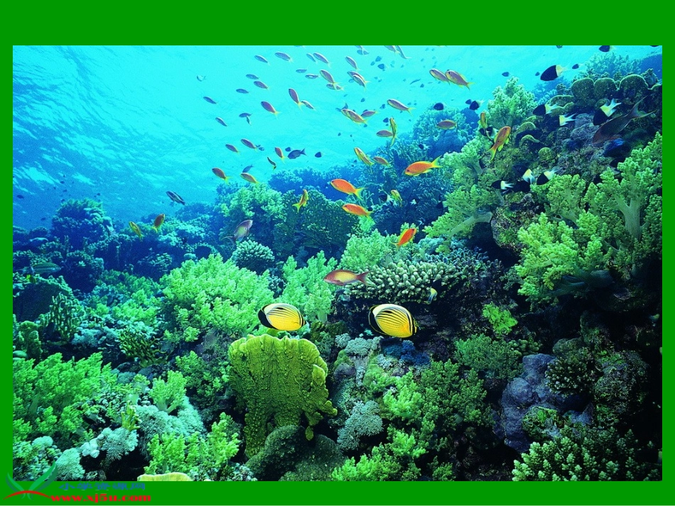 《海底世界》PPT课件（苏教版三年级语文下册课件） (2)_第3页