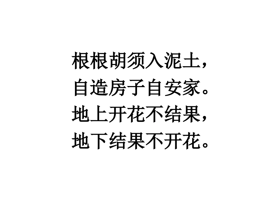 落花生落花生第二课时教学课件_第1页