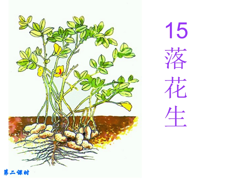 落花生落花生第二课时教学课件_第2页