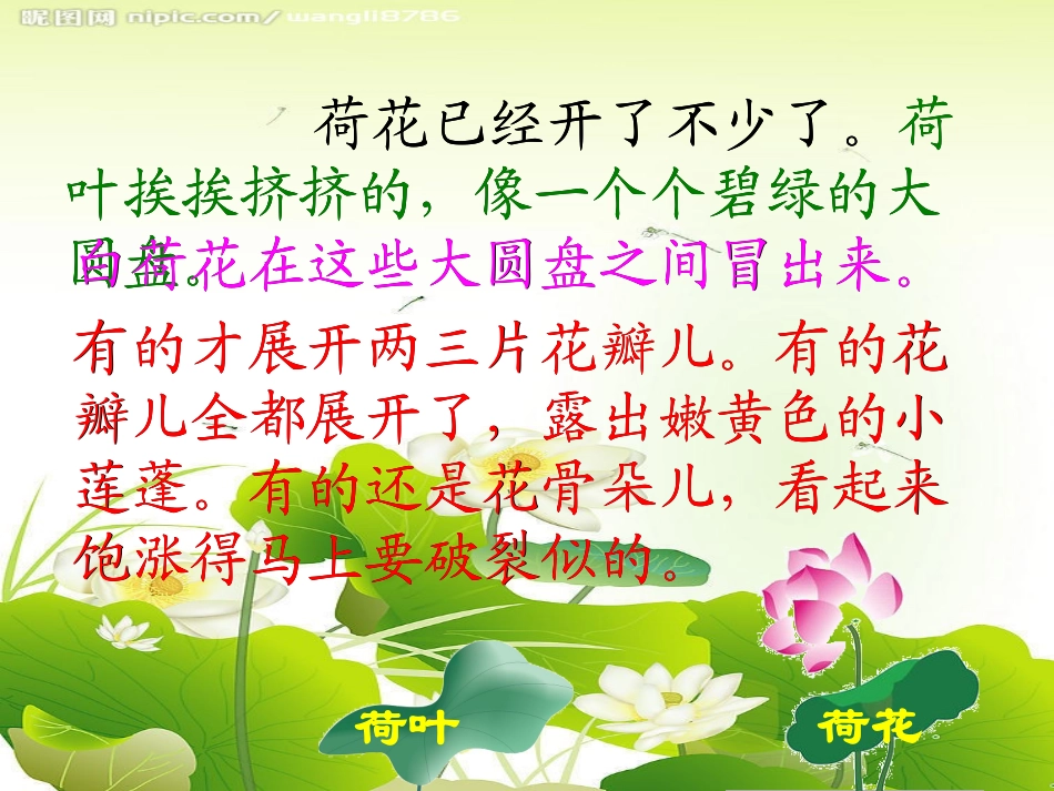 《荷花》PPT_第3页