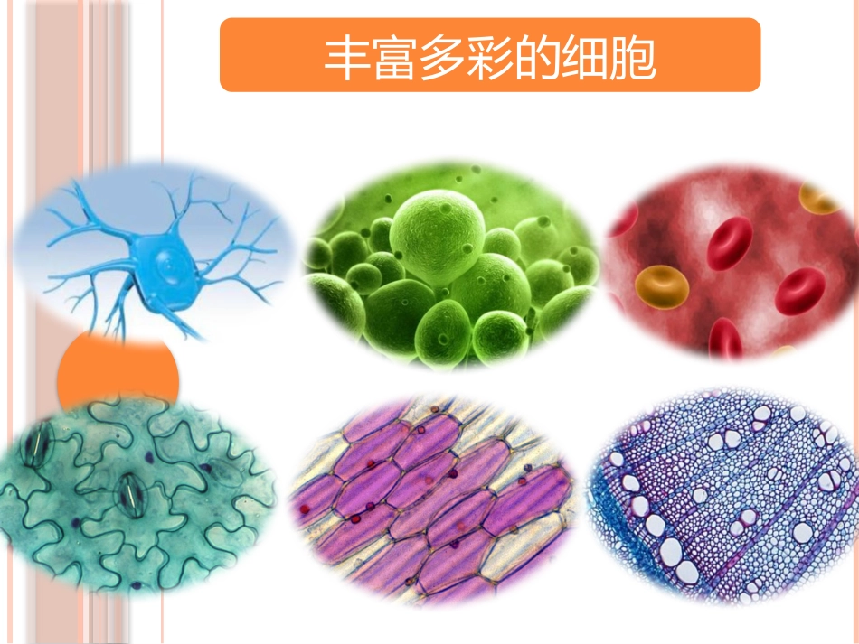 显微镜的使用 _第1页