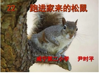 跑进家来的松鼠 (2)