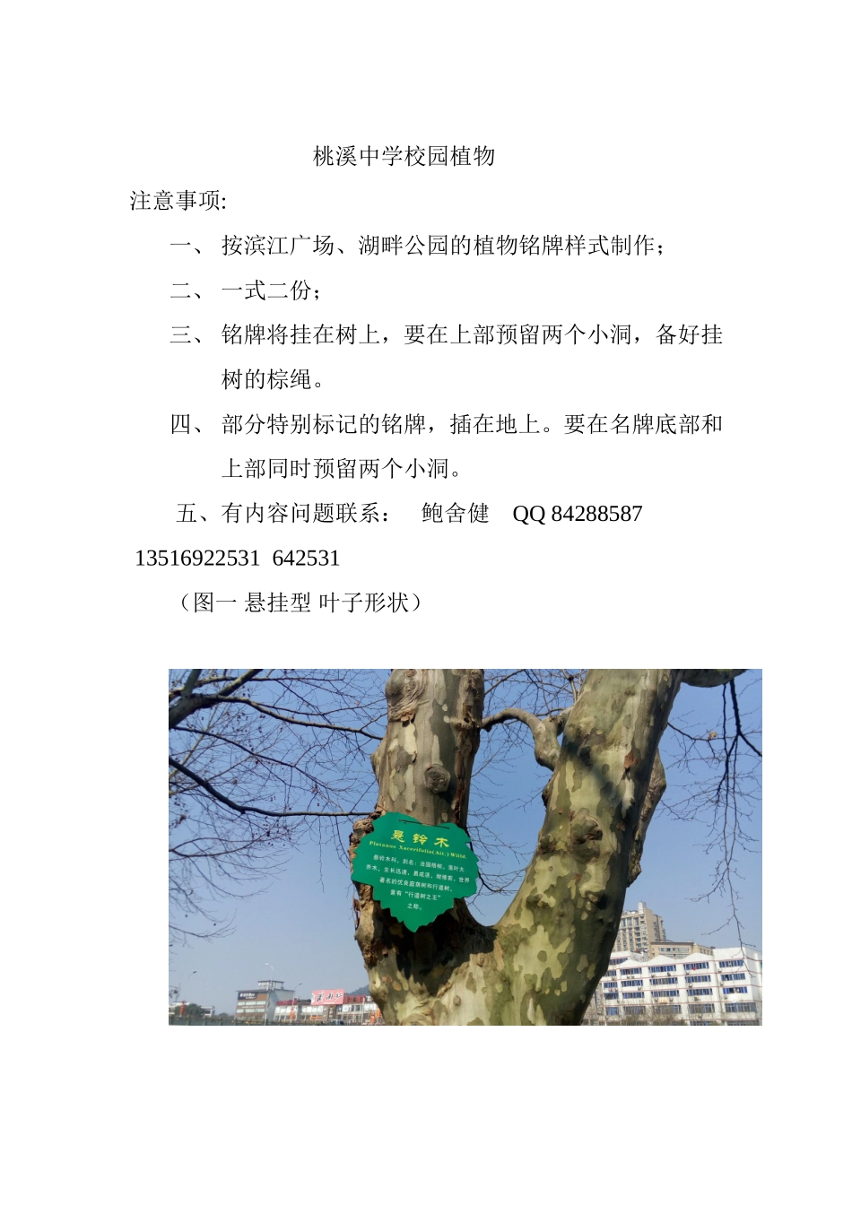 桃溪中学校园植物_第1页