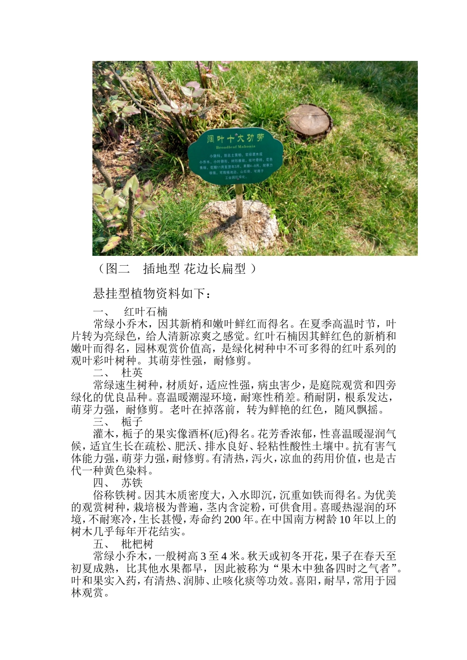 桃溪中学校园植物_第2页