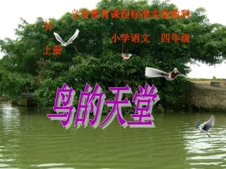 《鸟的天堂》PPT课件-xiugai