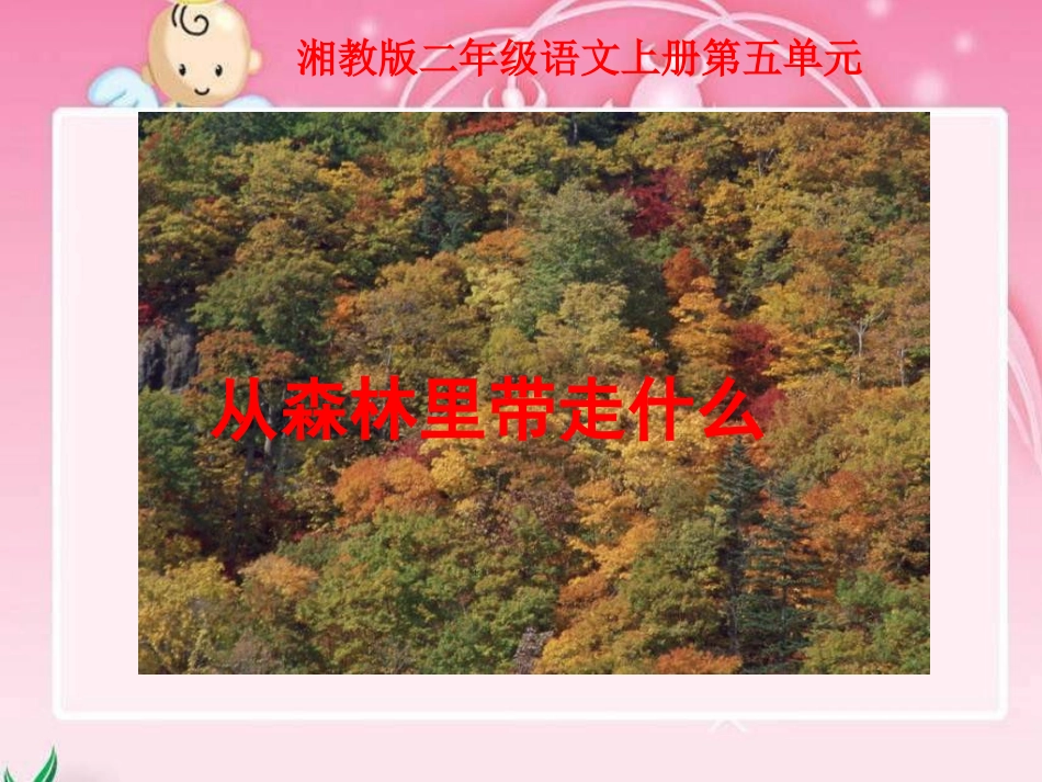 湘教版二年级上册《从森林里带走什么1》PPT课件【wwwedudownnet】_第1页