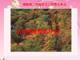 湘教版二年级上册《从森林里带走什么1》PPT课件【wwwedudownnet】
