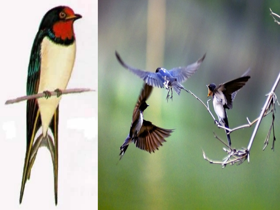 燕子PPT课件_第2页