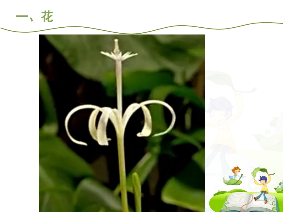 植物的开花和结果_第2页