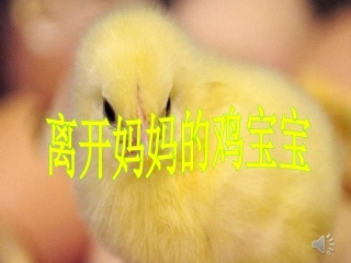 离开妈妈的鸡宝宝