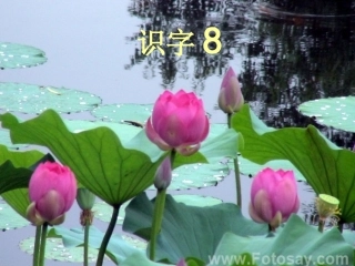 识字8课件4