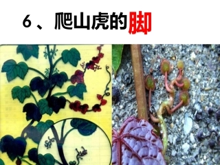 爬山虎的脚2