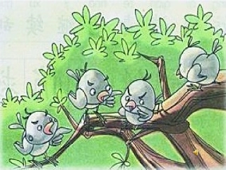与众不同的麻雀