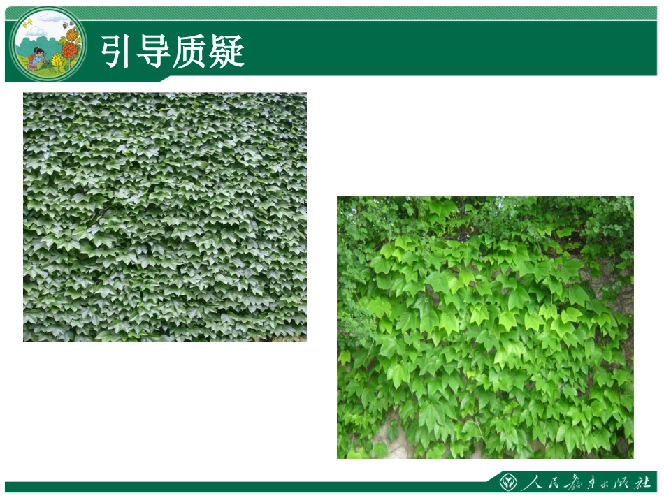 爬山虎的脚课件_第2页