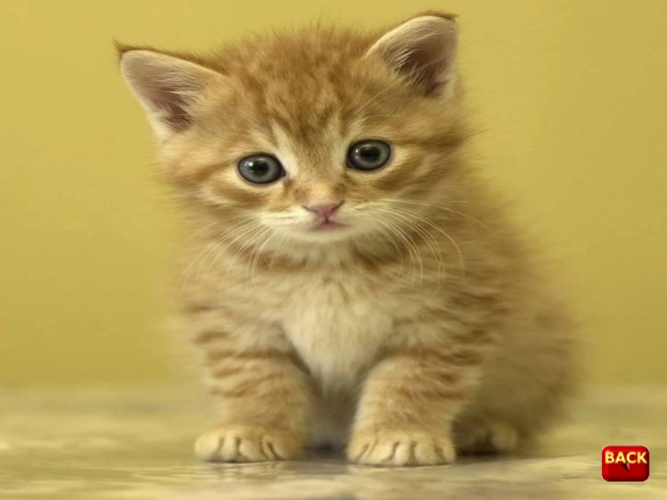 三上M8U2Where's-the-cat1_第2页