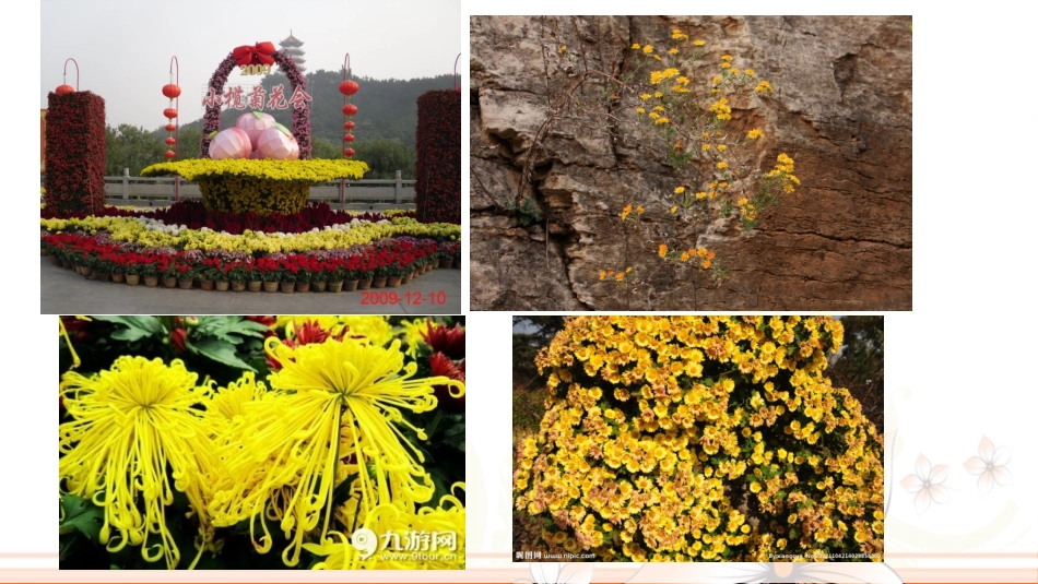 飘香的山菊花课件_第1页