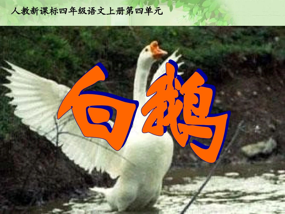 白鹅课件-(1)_第2页