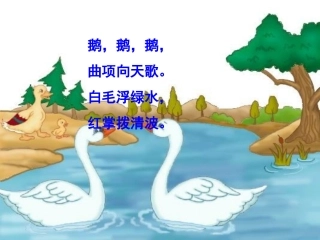 白鹅课件-(1)