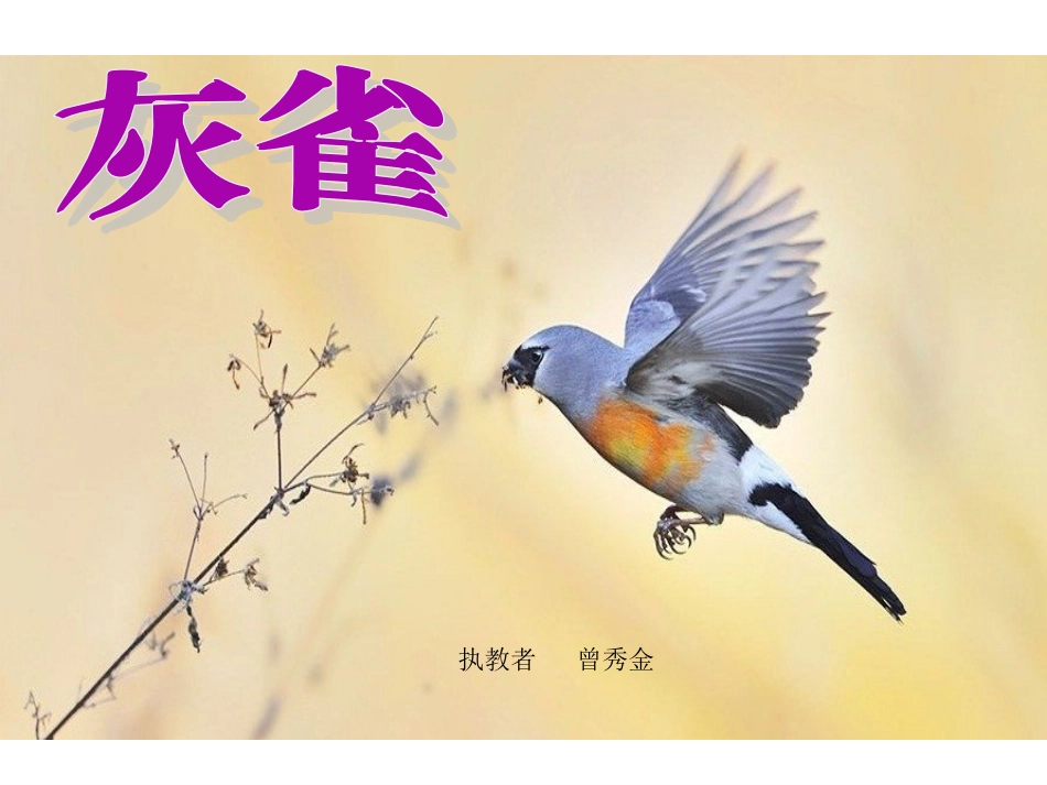 2016秋曾秀金02《灰雀》_第1页