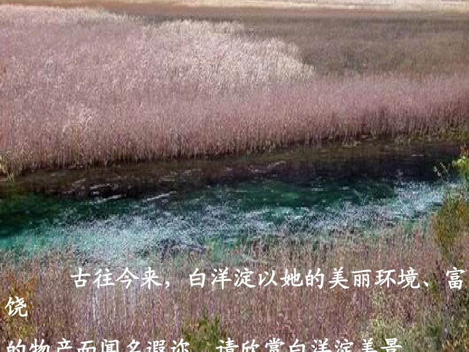 《芦花荡》精读课件PPT20169_第2页