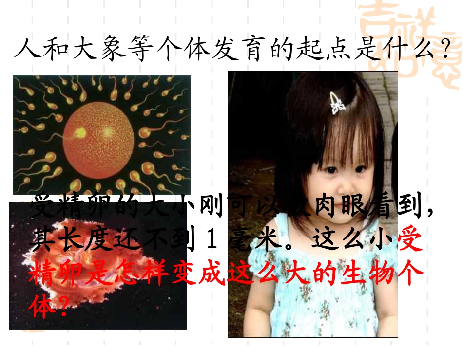 细胞的生长、分裂和分化_第3页